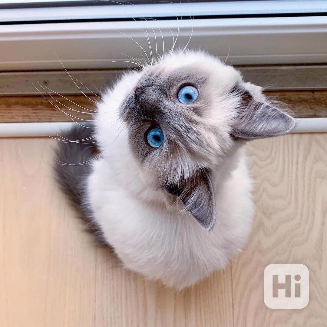 Kvalitní koťata plemene Ragdoll k odběru - foto 1