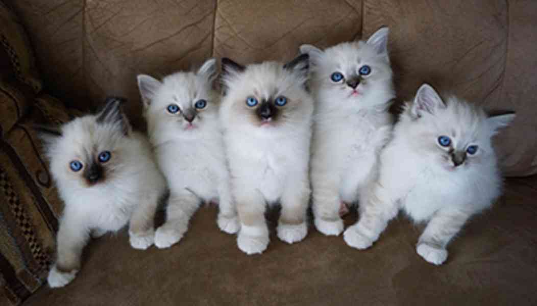 Kvalitní koťata plemene Ragdoll k odběru - foto 5