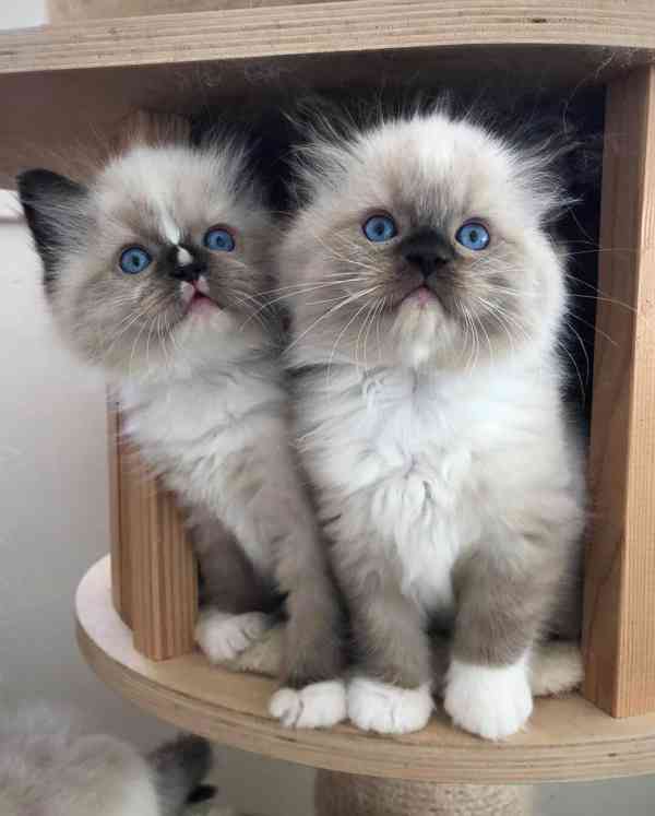 Kvalitní koťata plemene Ragdoll k odběru - foto 2