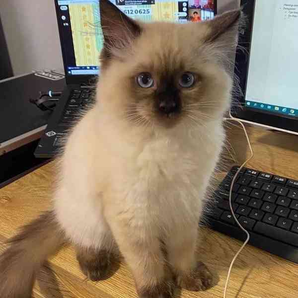 Kvalitní koťata plemene Ragdoll k odběru - foto 3