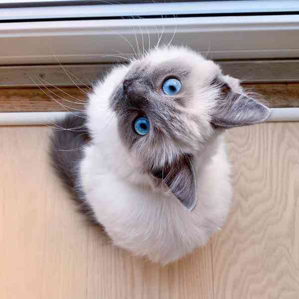 Kvalitní koťata plemene Ragdoll k odběru - foto 1