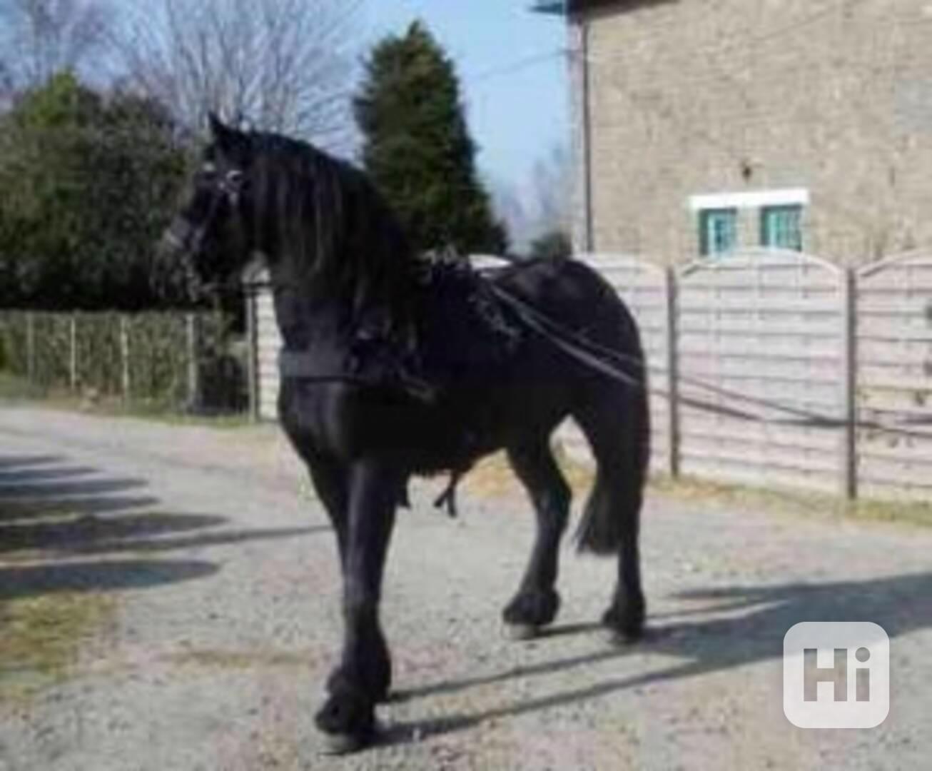 pětiletý fríský kůň - foto 1