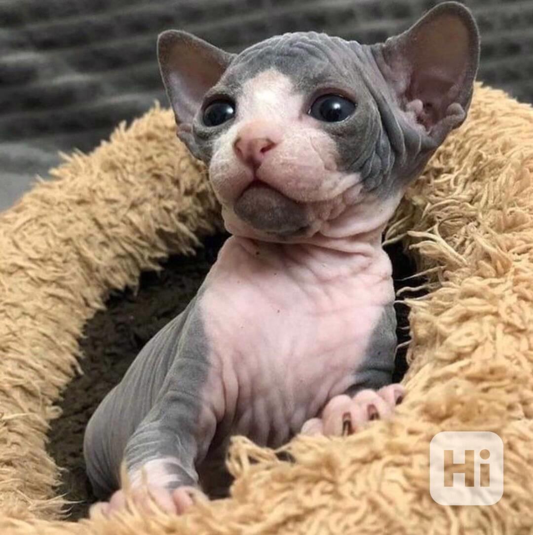 sphynx k adopci - foto 1