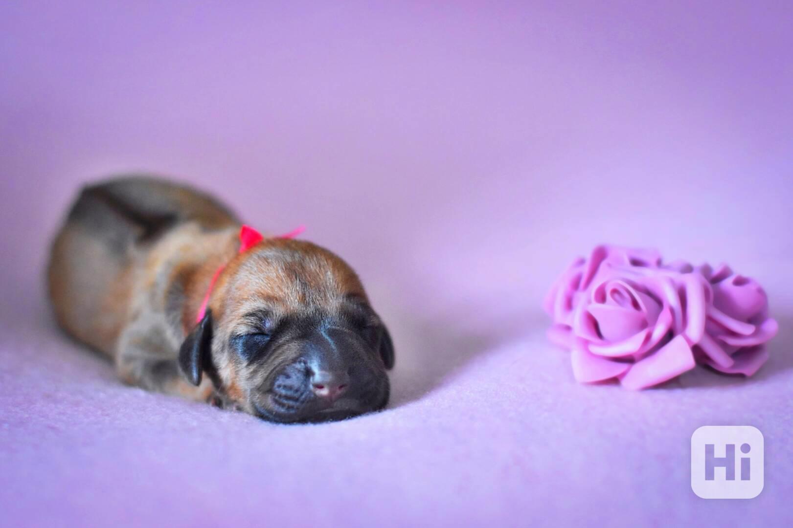 Vymazlená štěňátka Rhodéský Ridgeback s PP - foto 1