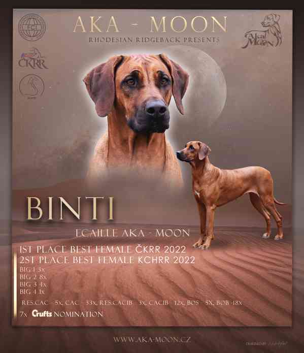Vymazlená štěňátka Rhodéský Ridgeback s PP - foto 6