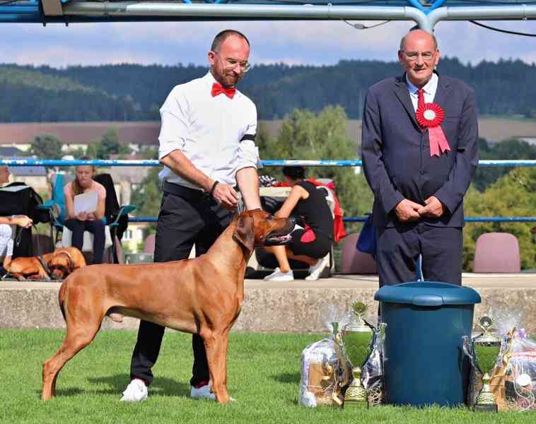 Vymazlená štěňátka Rhodéský Ridgeback s PP - foto 10