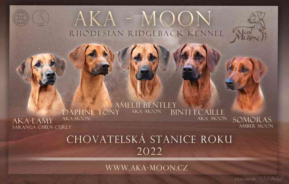 Vymazlená štěňátka Rhodéský Ridgeback s PP - foto 7
