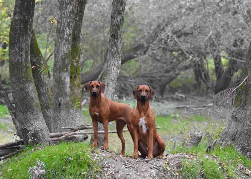 Vymazlená štěňátka Rhodéský Ridgeback s PP - foto 8