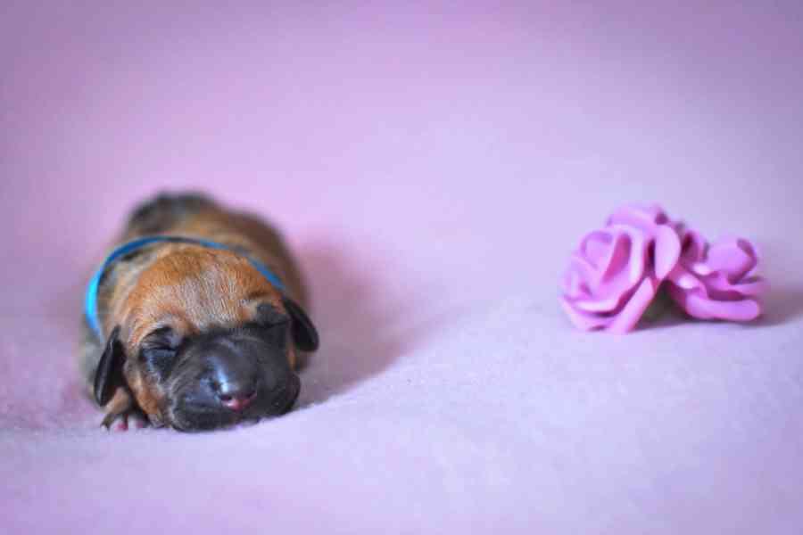 Vymazlená štěňátka Rhodéský Ridgeback s PP - foto 3