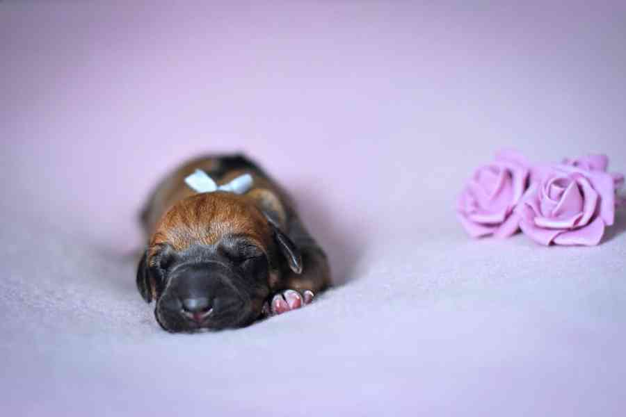 Vymazlená štěňátka Rhodéský Ridgeback s PP - foto 4
