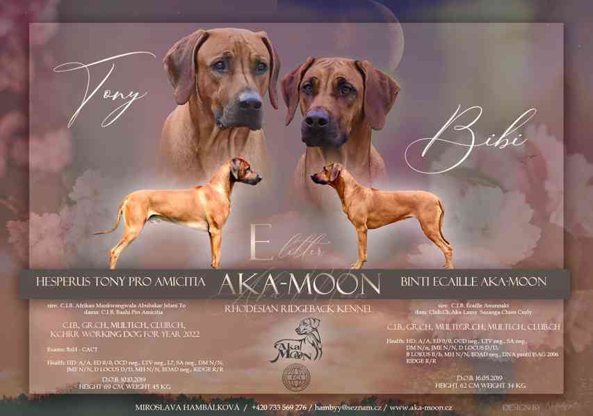 Vymazlená štěňátka Rhodéský Ridgeback s PP - foto 5