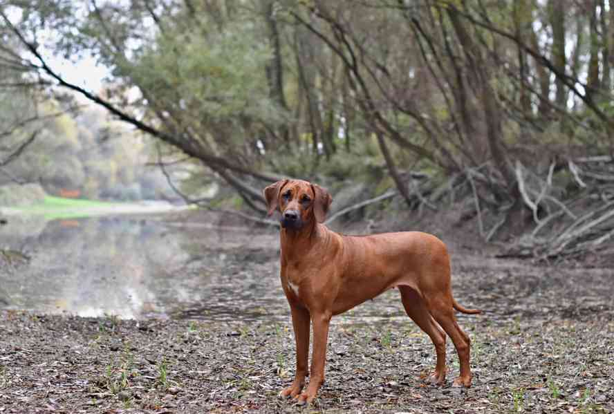 Vymazlená štěňátka Rhodéský Ridgeback s PP - foto 9