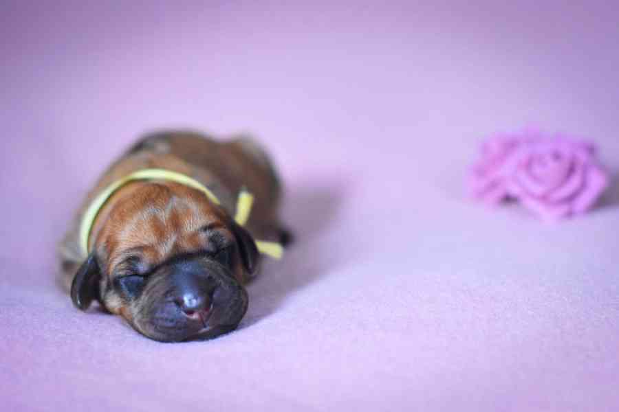 Vymazlená štěňátka Rhodéský Ridgeback s PP - foto 2