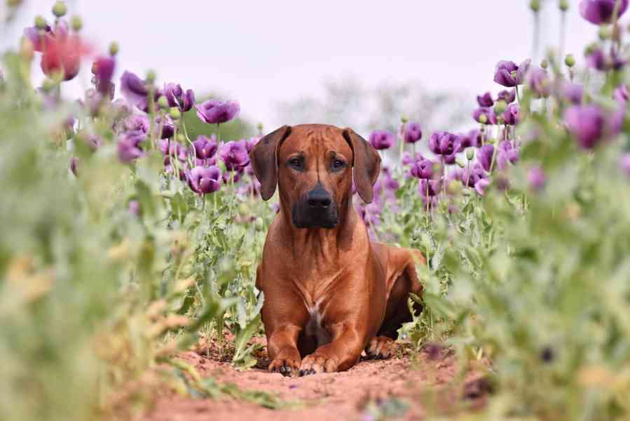 Vymazlená štěňátka Rhodéský Ridgeback s PP - foto 11
