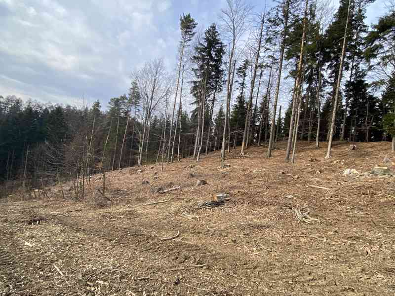 Lesní pozemek Zborov na Moravě - foto 2