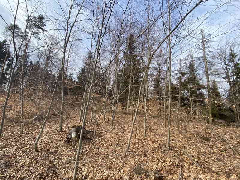 Lesní pozemek Zborov na Moravě - foto 6