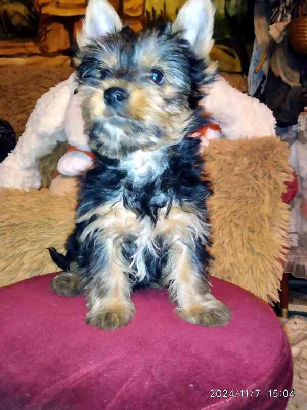 Štěňátko Yorkshire Terrier - Spaltbiewer F3 - foto 14