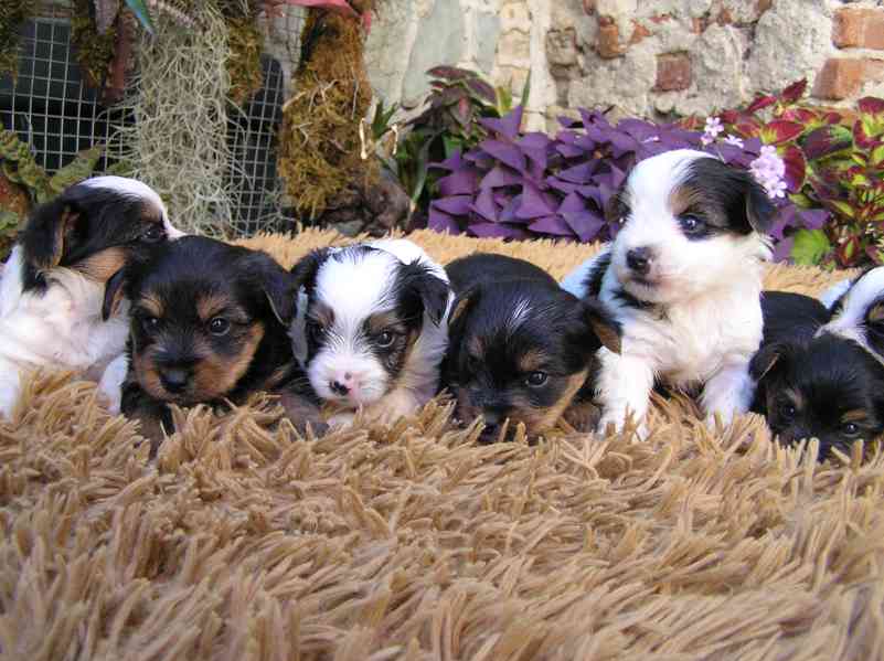 Štěňátko Yorkshire Terrier - Spaltbiewer F3 - foto 6