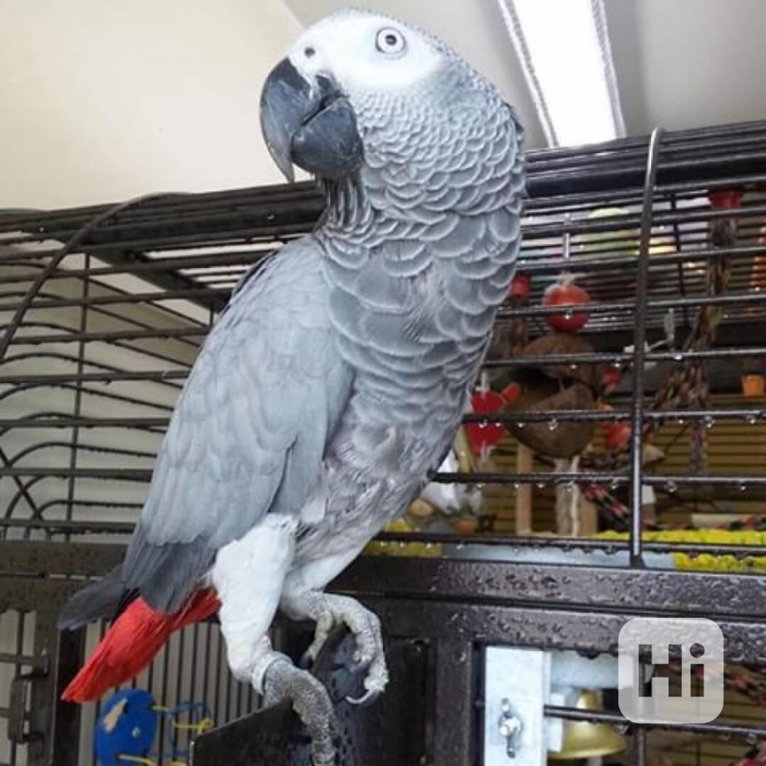 Přátelští samci a samice papoušků šedých, arů a kakaduů - foto 1