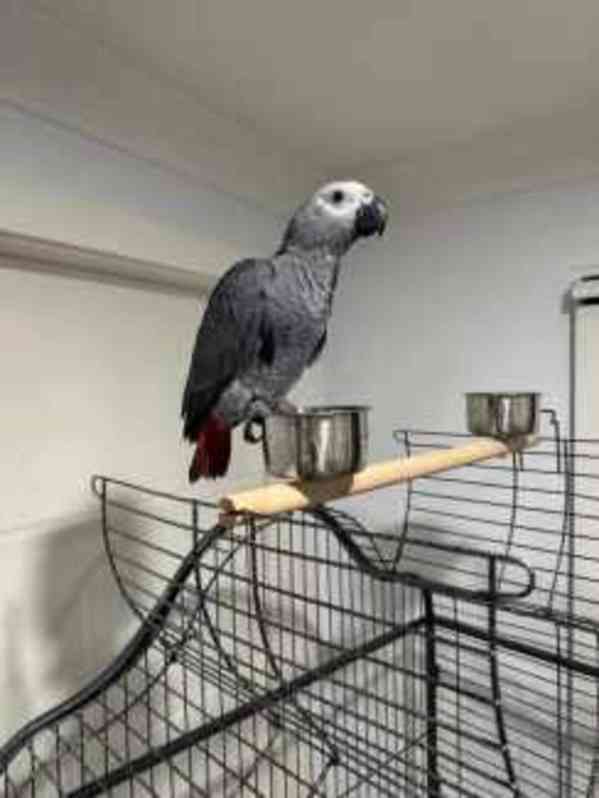 Přátelští samci a samice papoušků šedých, arů a kakaduů - foto 3