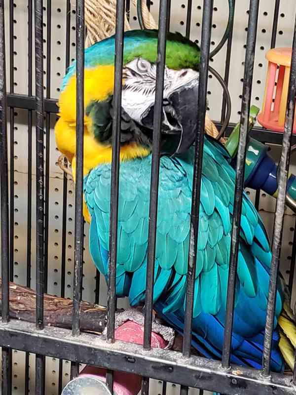 Přátelští samci a samice papoušků šedých, arů a kakaduů - foto 4