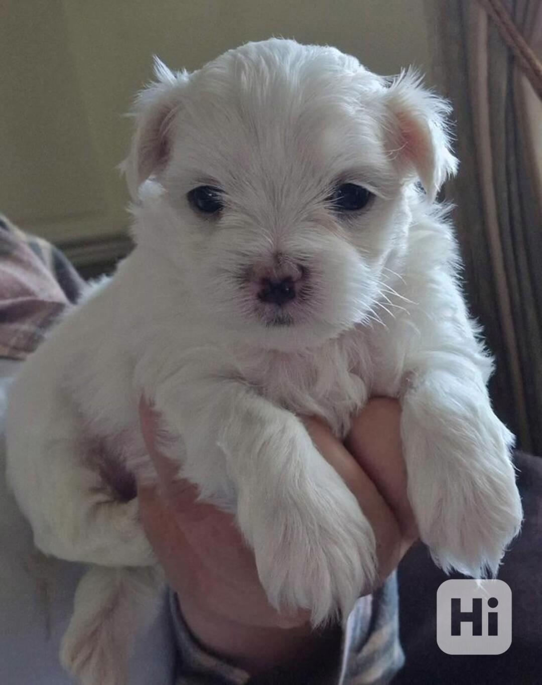 Rozkošná štěňata maltézského psíka pro milující rodinu.. - foto 1