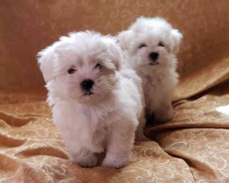 Rozkošná štěňata maltézského psíka pro milující rodinu.. - foto 2