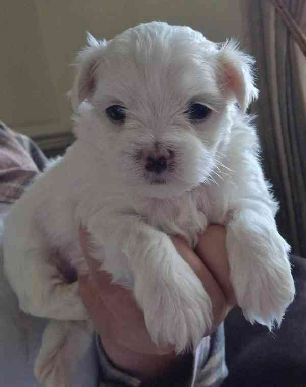 Rozkošná štěňata maltézského psíka pro milující rodinu..