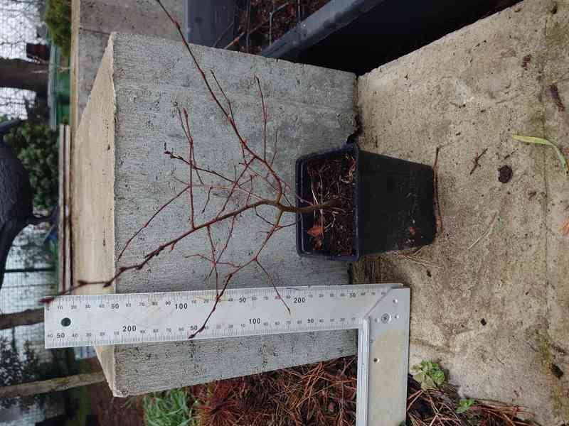 HABR VÝCHODNÍ - foto 3