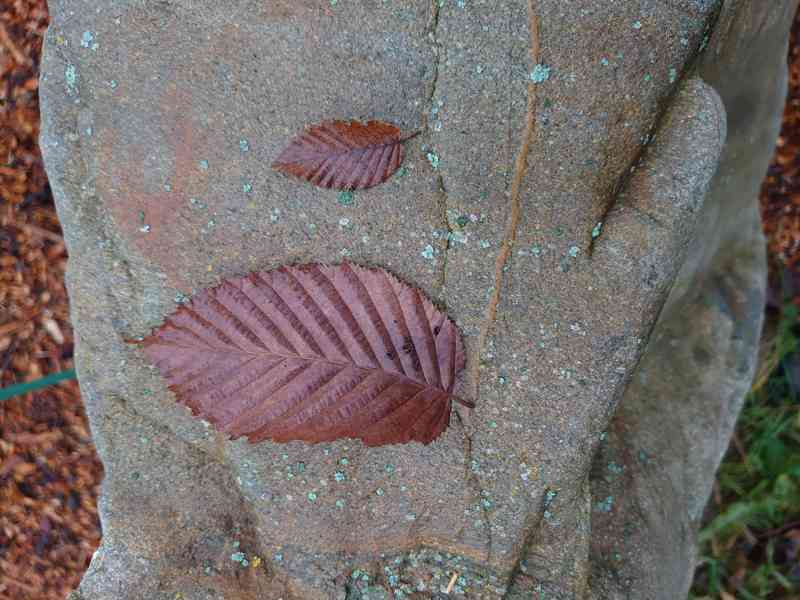 HABR VÝCHODNÍ - foto 2