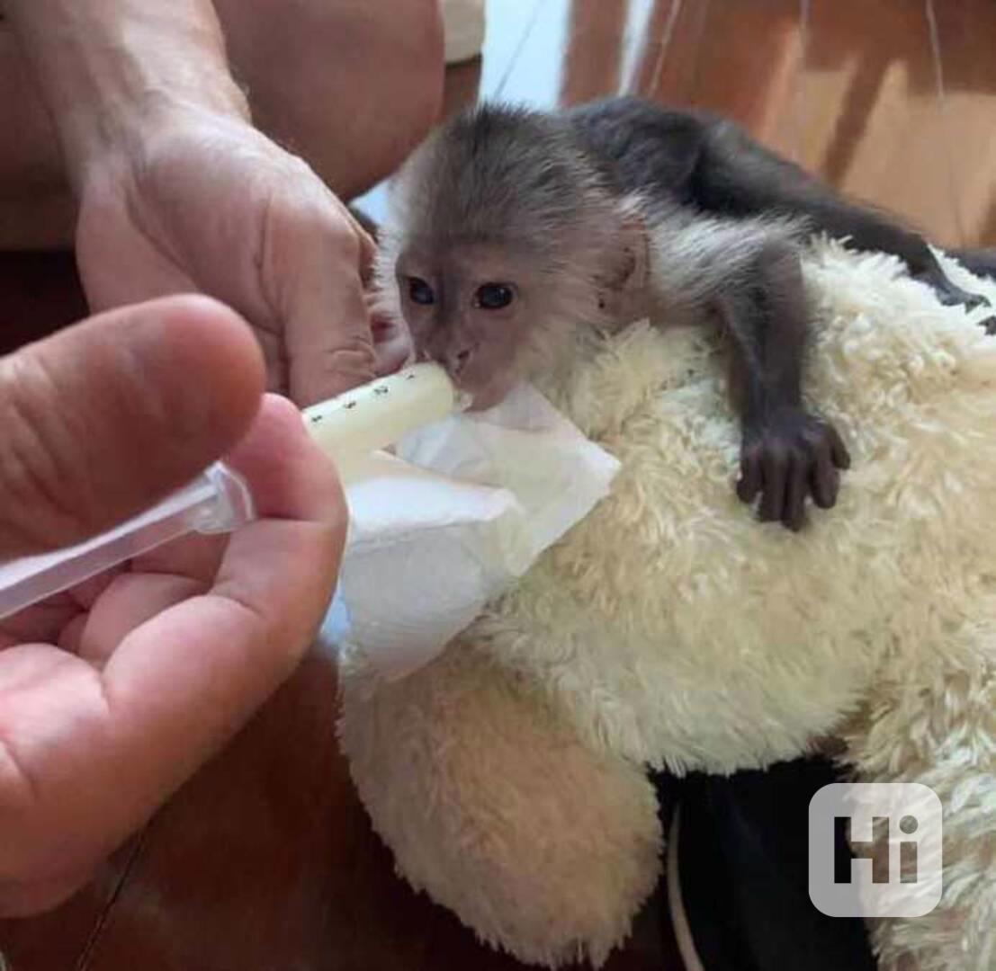  Energický samec kapucínské opice.  - foto 1