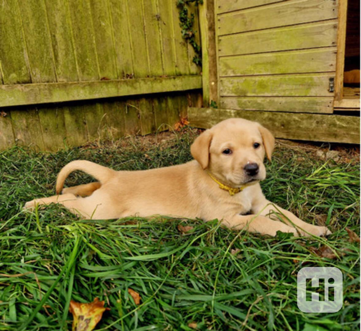 Pes labradorského retrívra k adopci - foto 1
