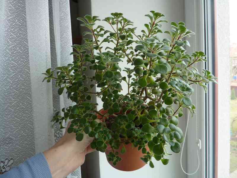 Aeonium lindleyi - pokojová rostlina - foto 1