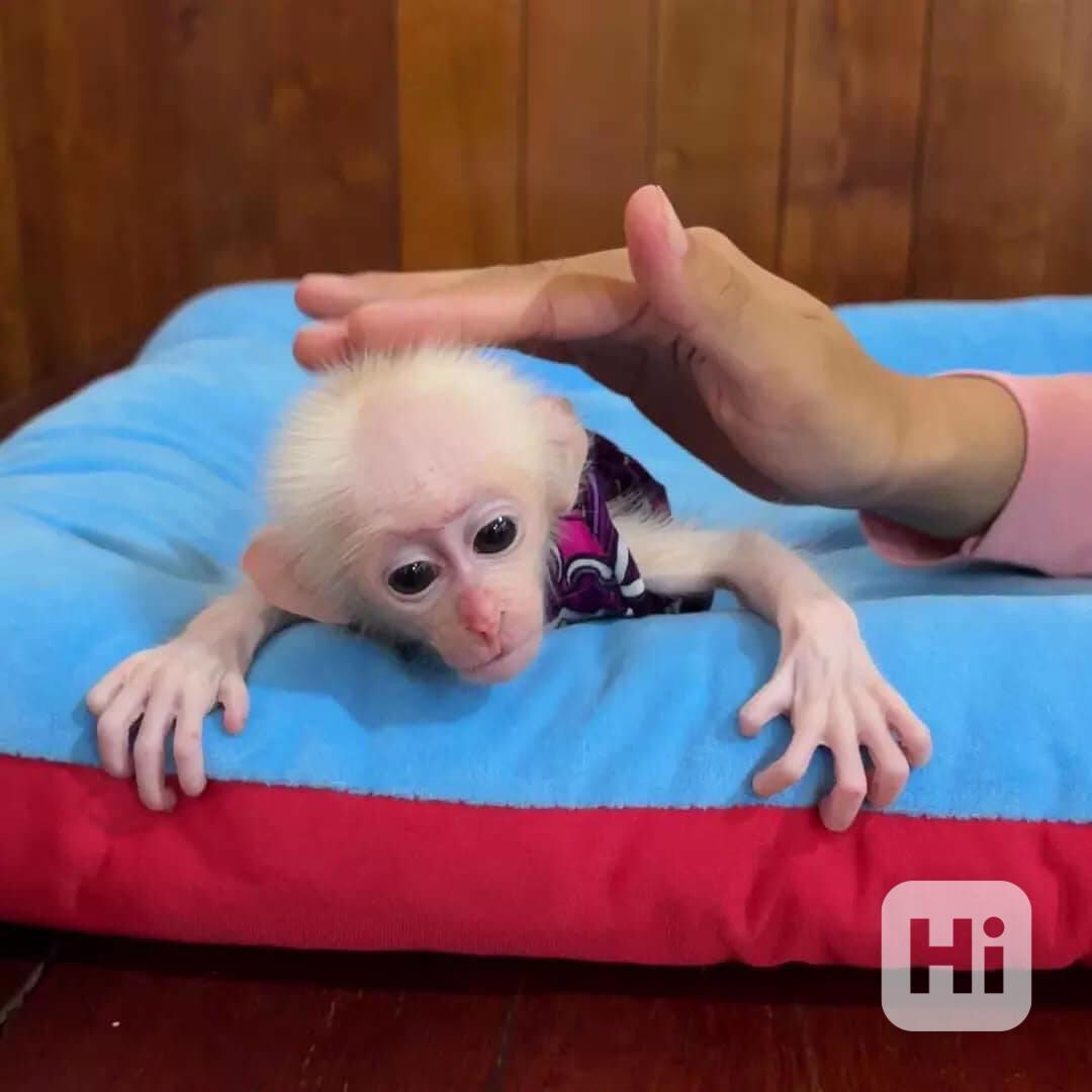 Zdravá kapucínská opice vyšetřená veterinářem k přemístění - foto 1