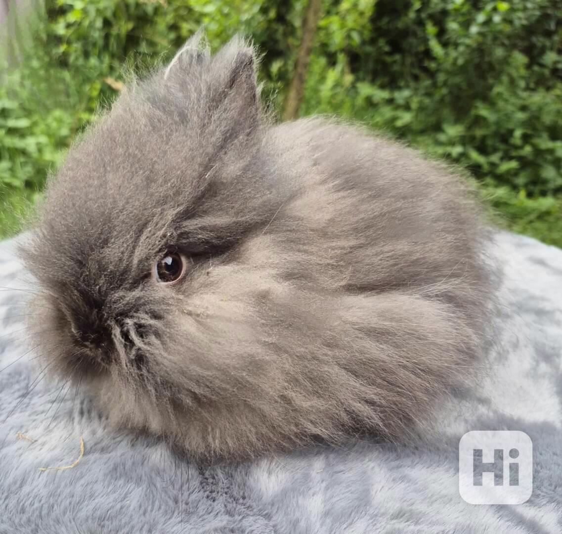 Teddy holka - foto 1