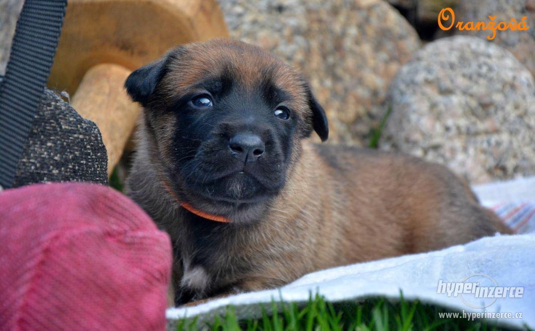 Belgický ovčák malinois štěňata s PP - foto 1