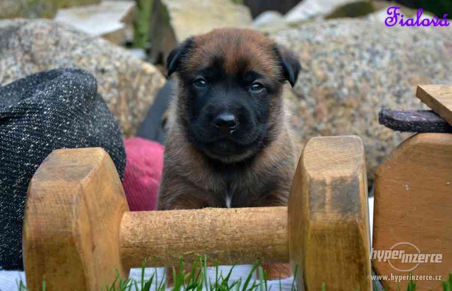 Belgický ovčák malinois štěňata s PP - foto 3