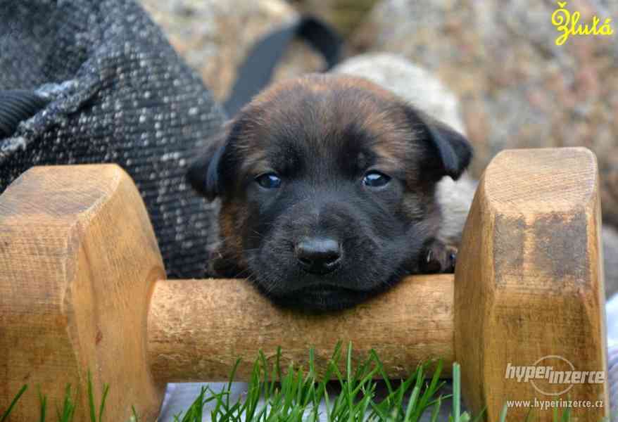 Belgický ovčák malinois štěňata s PP - foto 4