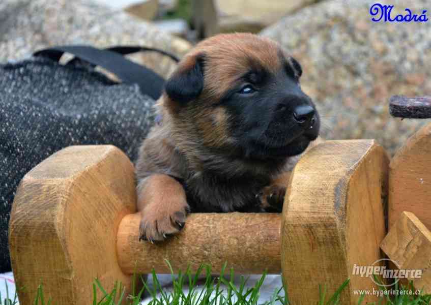 Belgický ovčák malinois štěňata s PP - foto 5