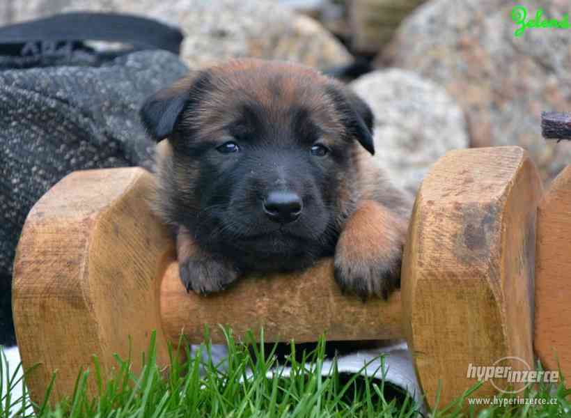 Belgický ovčák malinois štěňata s PP - foto 6
