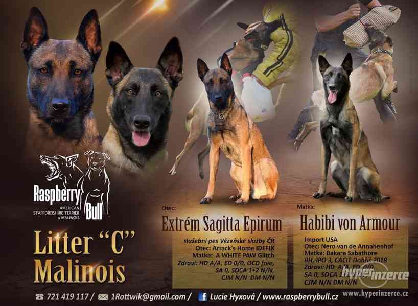Belgický ovčák malinois štěňata s PP - foto 7