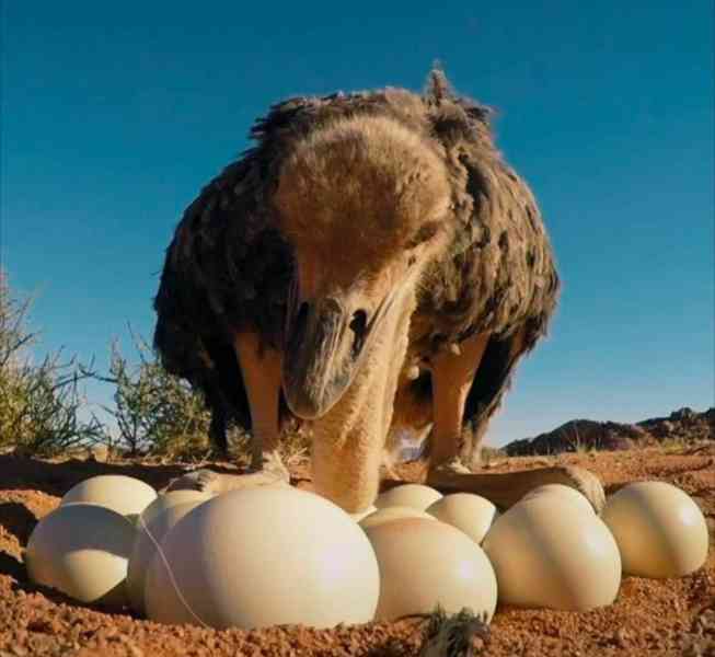 🥚 Prémiová pštrosí vejce