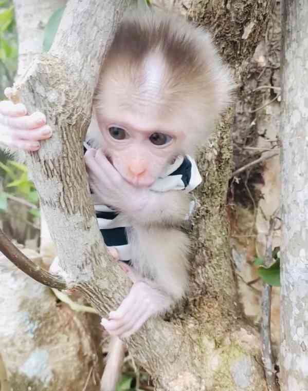 Roztomilé kapucínské opice k adopci - foto 1