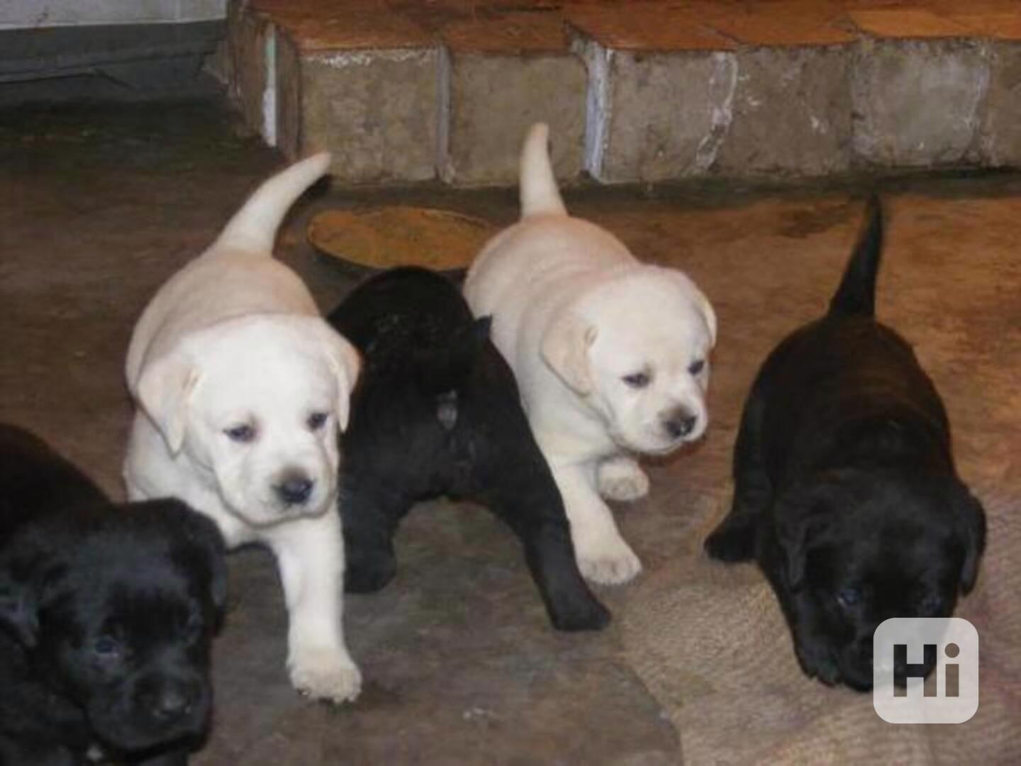 Štěňata labradora - foto 1
