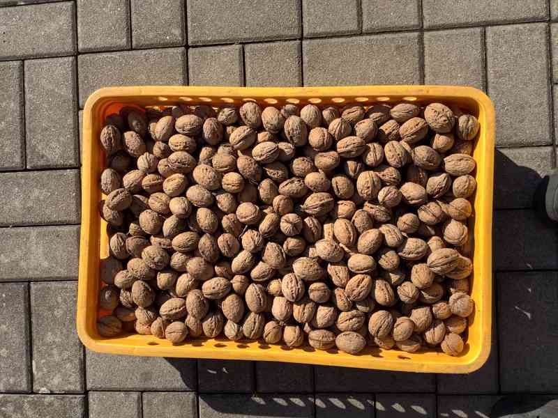 Prodej vlašských ořechů letošních neloupaných