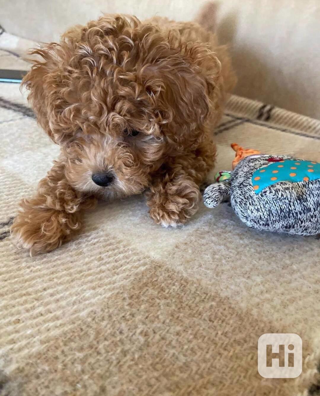 Toy Poodle - foto 1