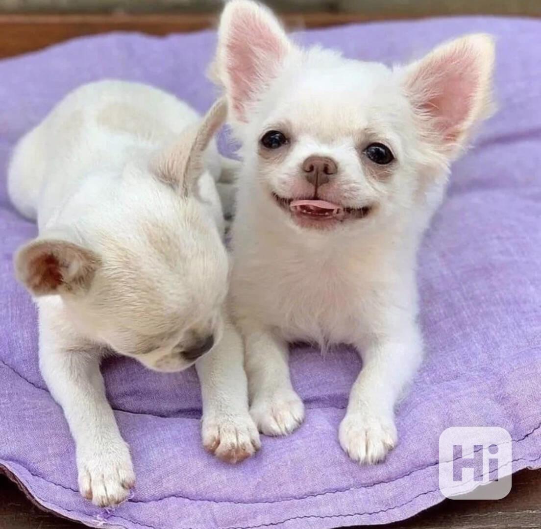 Štěňata čivavy hledají nové domovy - foto 1