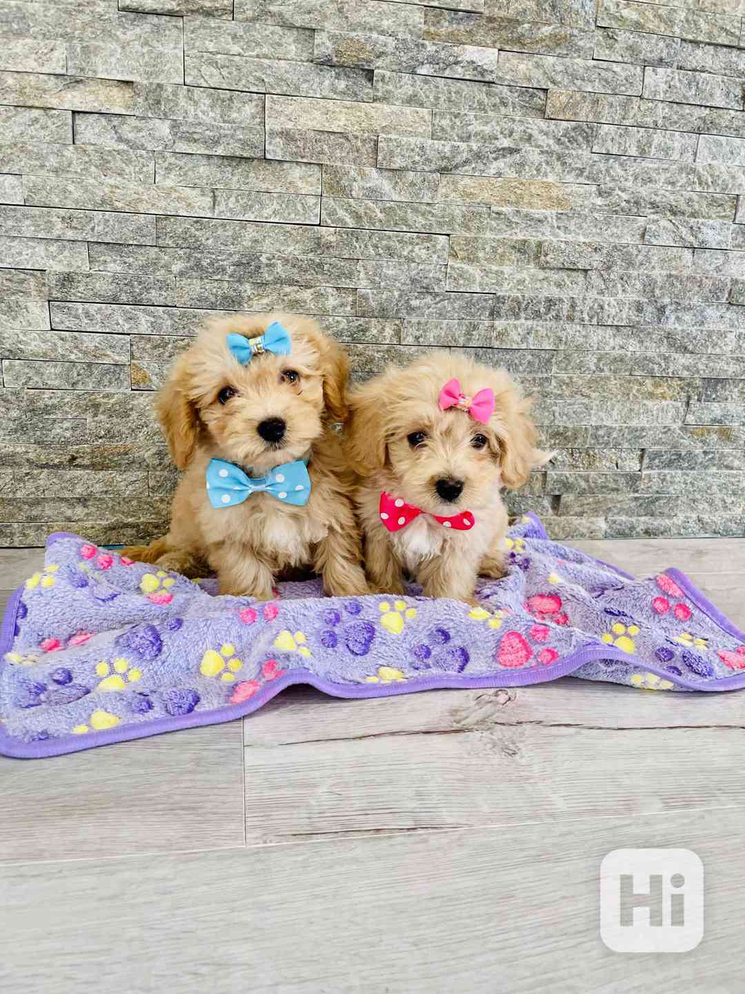 Maltipoo - foto 1