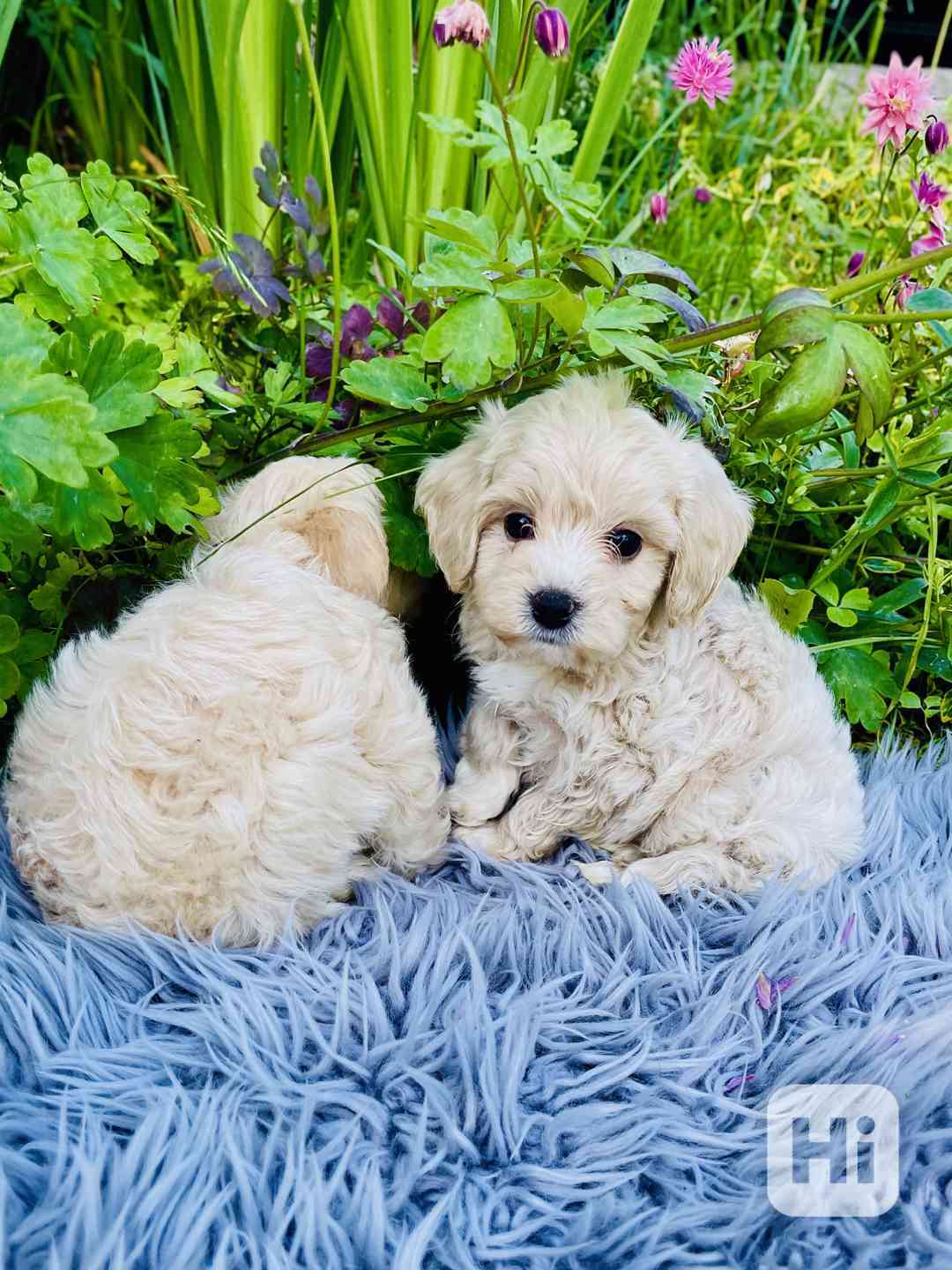 Maltipoo - foto 1