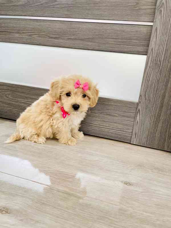 Maltipoo - foto 7
